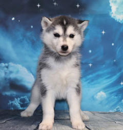 Siberian Husky Nordic Fire