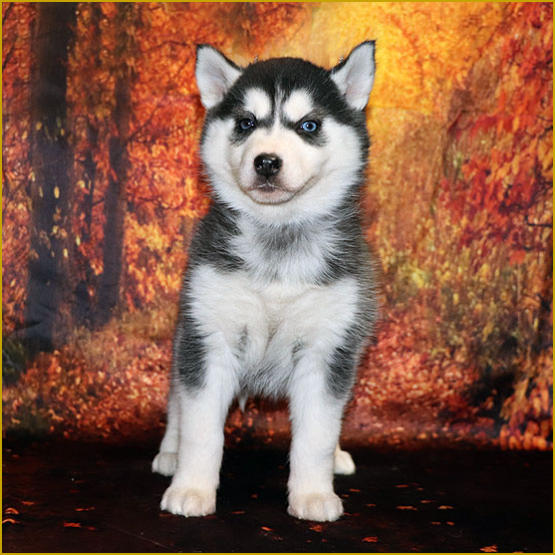 Siberian Husky Nordic Fire