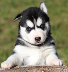 Siberian Husky Nordic Fire