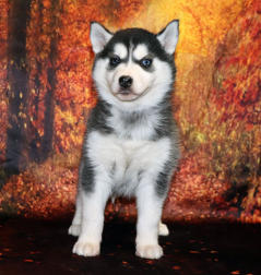 Siberian Husky Nordic Fire