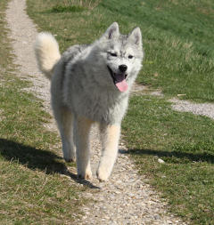 Siberian Husky Nordic Fire