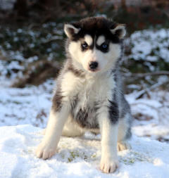 Siberian Husky Nordic Fire