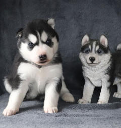 Siberian Husky Nordic Fire