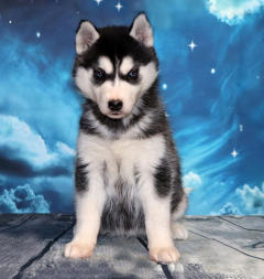 Siberian Husky Nordic Fire