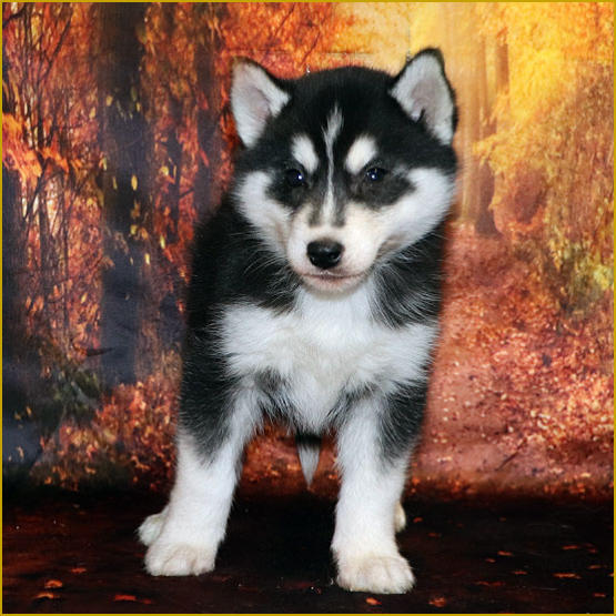 Siberian Husky Nordic Fire