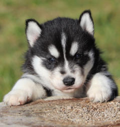 Siberian Husky Nordic Fire