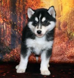 Siberian Husky Nordic Fire