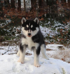 Siberian Husky Nordic Fire