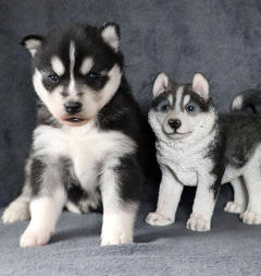 Siberian Husky Nordic Fire