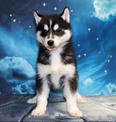 Siberian Husky Nordic Fire