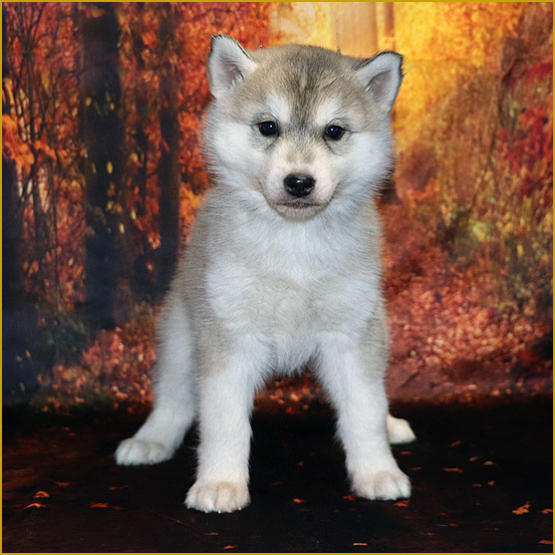 Siberian Husky Nordic Fire