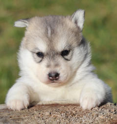 Siberian Husky Nordic Fire