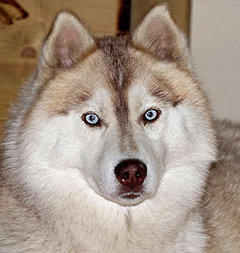 Siberian Husky Nordic Fire