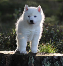 Siberian Husky Nordic Fire