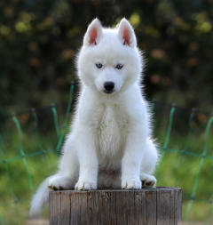 Siberian Husky Nordic Fire