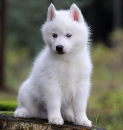 Siberian Husky Nordic Fire