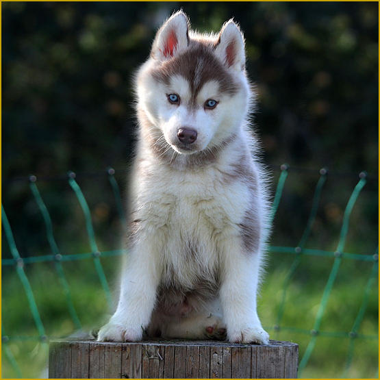 Siberian Husky Nordic Fire