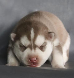 Siberian Husky Nordic Fire