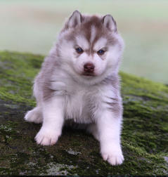 Siberian Husky Nordic Fire