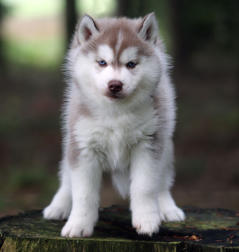 Siberian Husky Nordic Fire