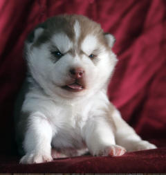 Siberian Husky Nordic Fire