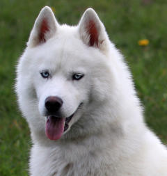 Siberian Husky Nordic Fire