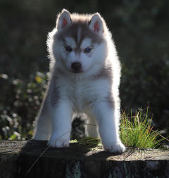 Siberian Husky Nordic Fire