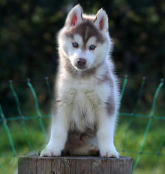 Siberian Husky Nordic Fire