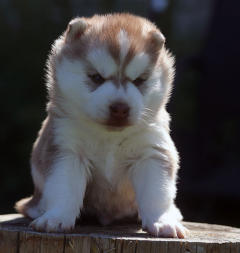 Siberian Husky Nordic Fire