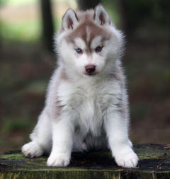 Siberian Husky Nordic Fire