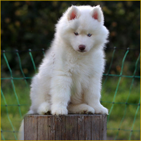 Siberian Husky Nordic Fire