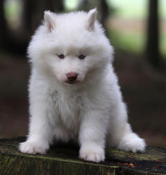 Siberian Husky Nordic Fire