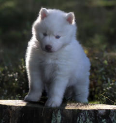 Siberian Husky Nordic Fire