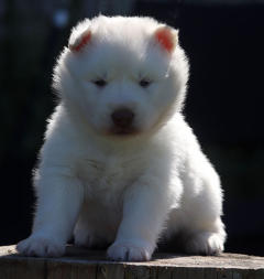 Siberian Husky Nordic Fire