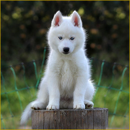 Siberian Husky Nordic Fire