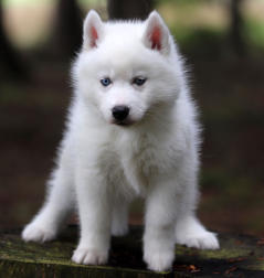 Siberian Husky Nordic Fire