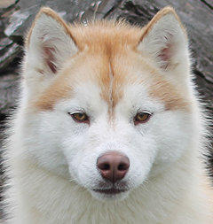 Siberian Husky Nordic Fire