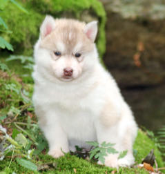 Siberian Husky Nordic Fire