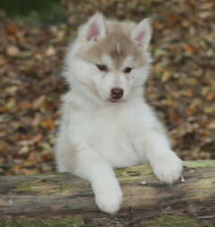 Siberian Husky Nordic Fire