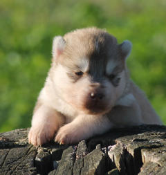 Siberian Husky Nordic Fire