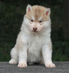 Siberian Husky Nordic Fire