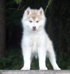 Siberian Husky Nordic Fire