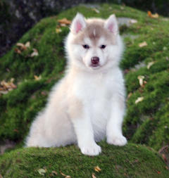 Siberian Husky Nordic Fire