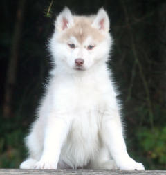 Siberian Husky Nordic Fire