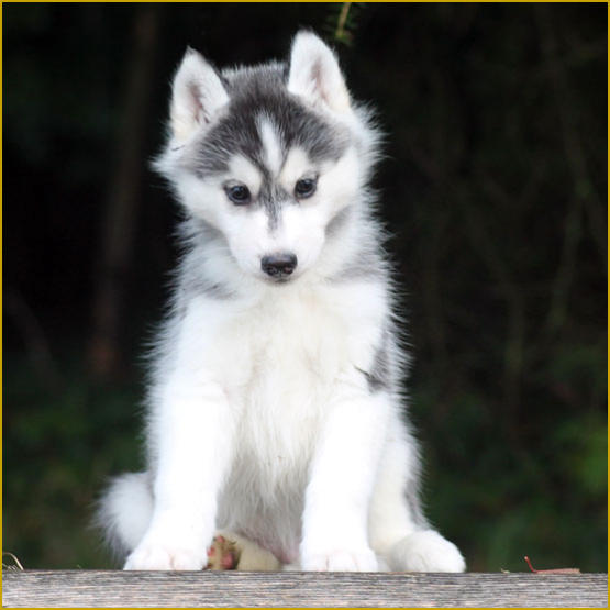 Siberian Husky Nordic Fire