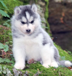 Siberian Husky Nordic Fire