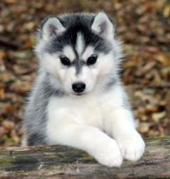 Siberian Husky Nordic Fire