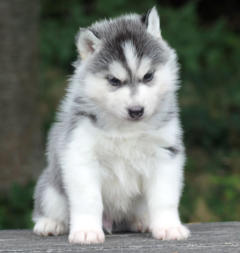 Siberian Husky Nordic Fire