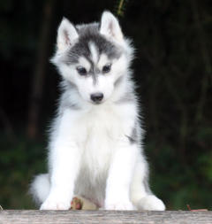 Siberian Husky Nordic Fire