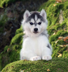 Siberian Husky Nordic Fire